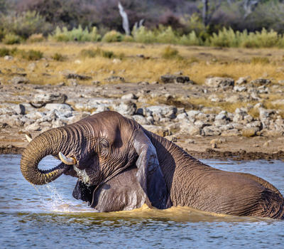 Mushara Game Drive Photo Copyright Stefan Redecker 1