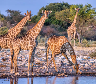 Mushara Game Drive Photo Copyright Stefan Redecker 7