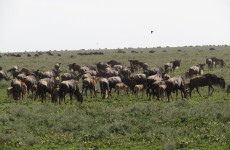 7 Days Wildebeest Migration Calving Ndutu Ngorongoro