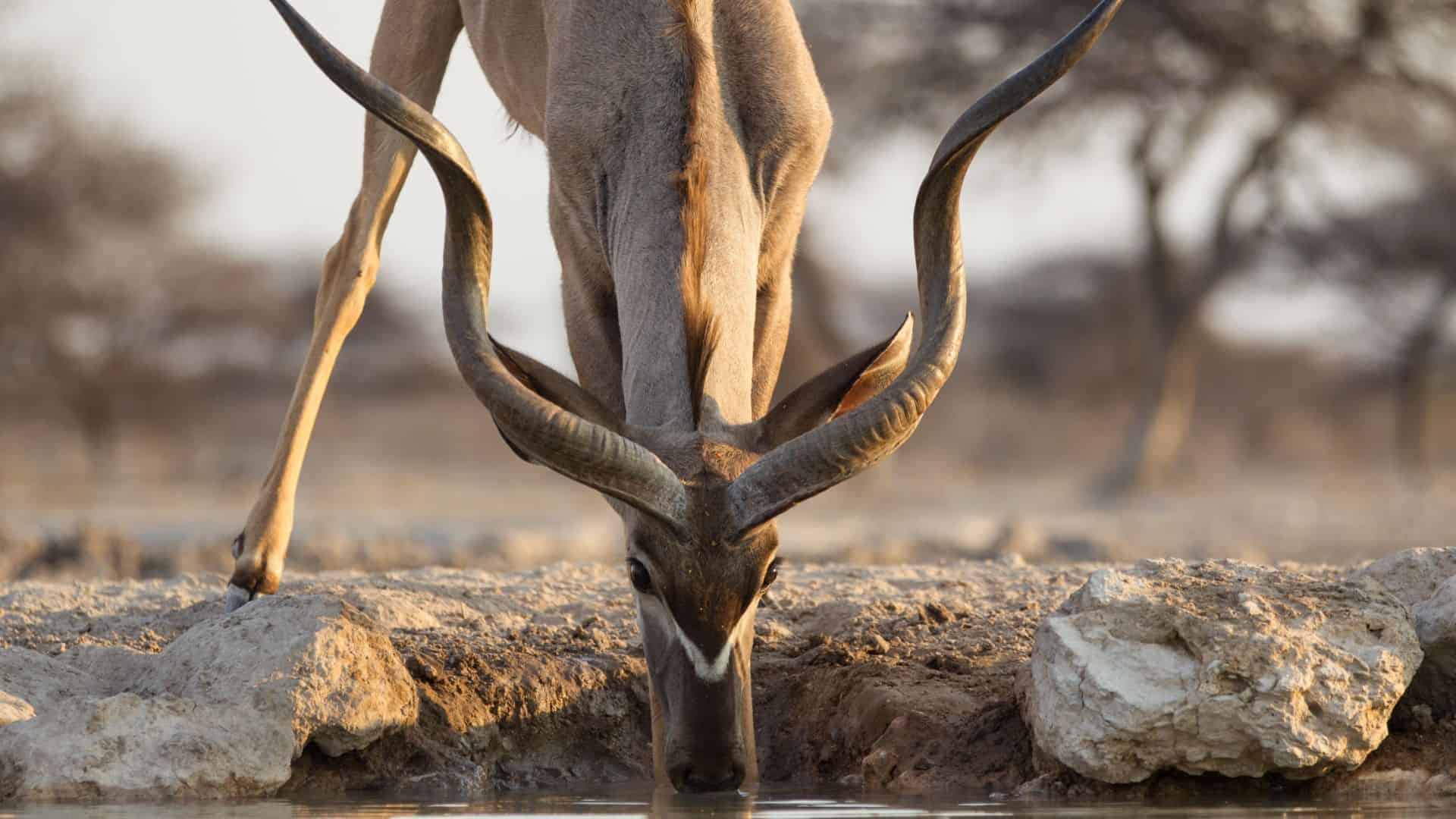 Onguma The Fort 16