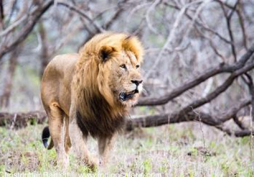 Zululand Rhino Reserve 9973