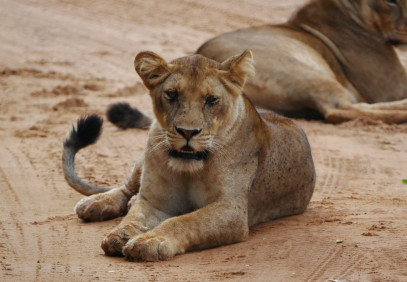 7 Days One Amazing African Week