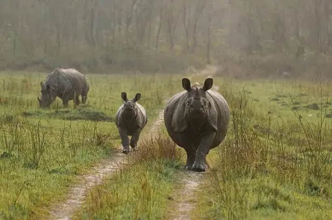 Greater One Horned Rhinos Walking In Nepal In Chitwan National Park.