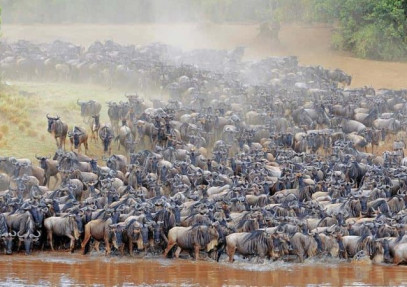 6 Days Calving Season Safari