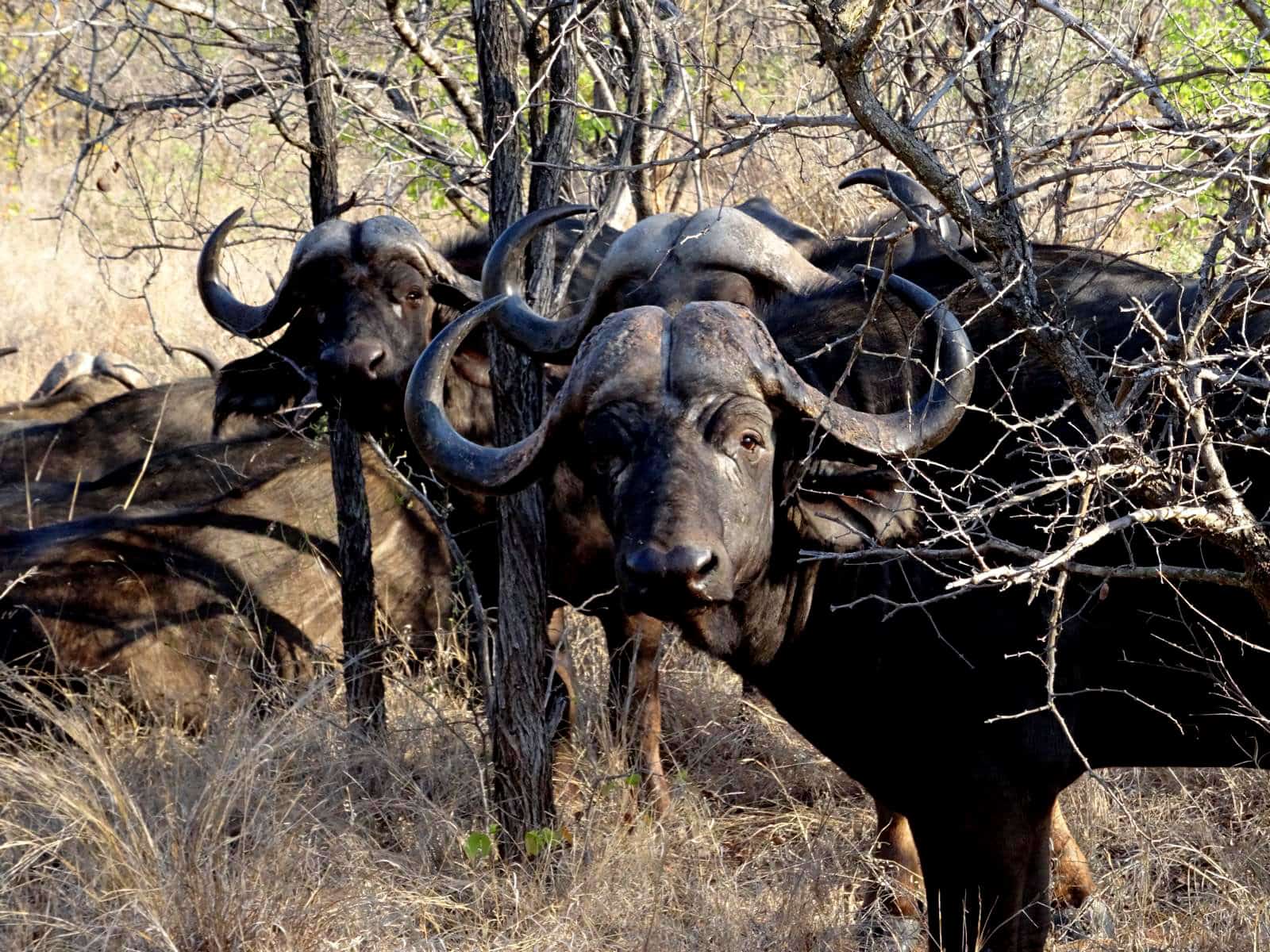 Buffalo Sa Experience