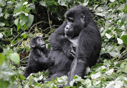 3-Day Uganda Gorilla Trekking from Kigali