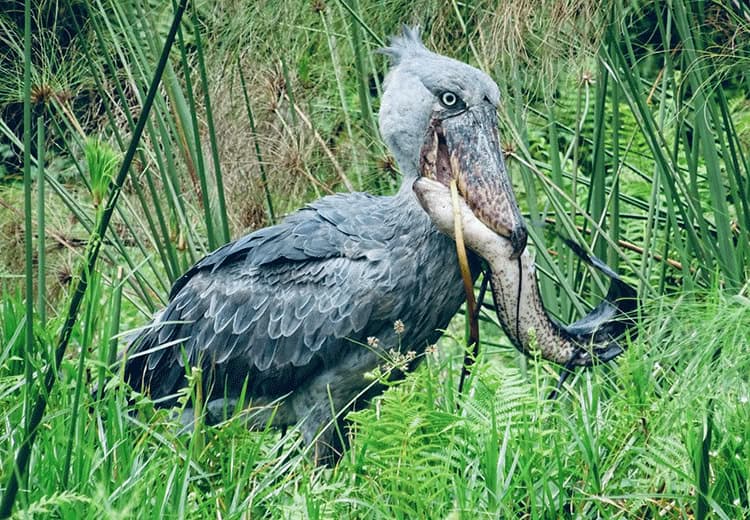 Shoebill Mabamba