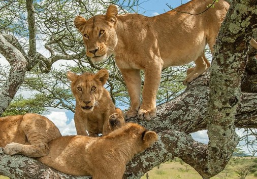 Tree Climbing Lions