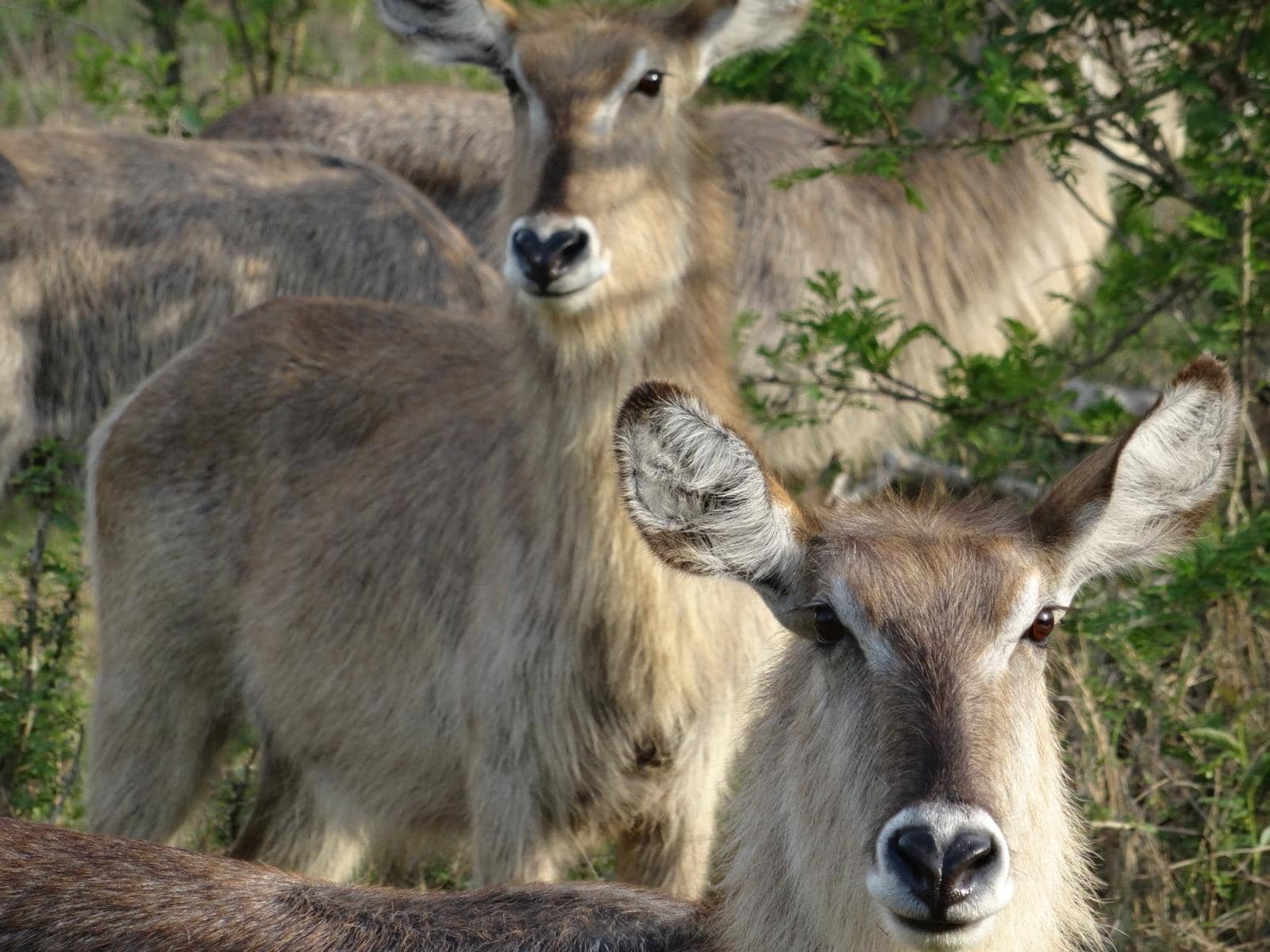 Waterbuck Sa Experience