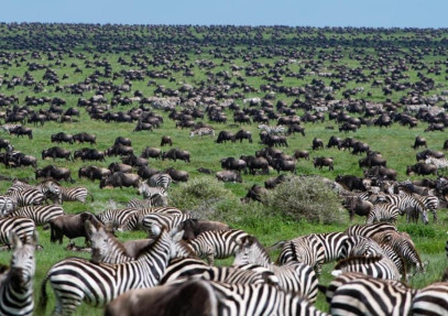 6-Day Comfort Great Migration Ndutu (December -April)
