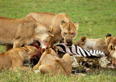 4 Days Taste of Serengeti Family Safari