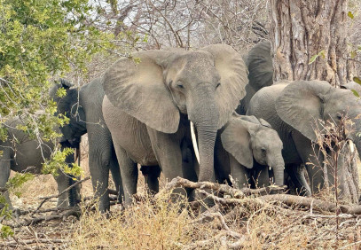 5-Day Family Safari – Nature & Wildlife in Tanzania