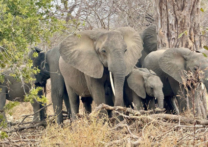 5-Day Family Safari – Nature & Wildlife in Tanzania