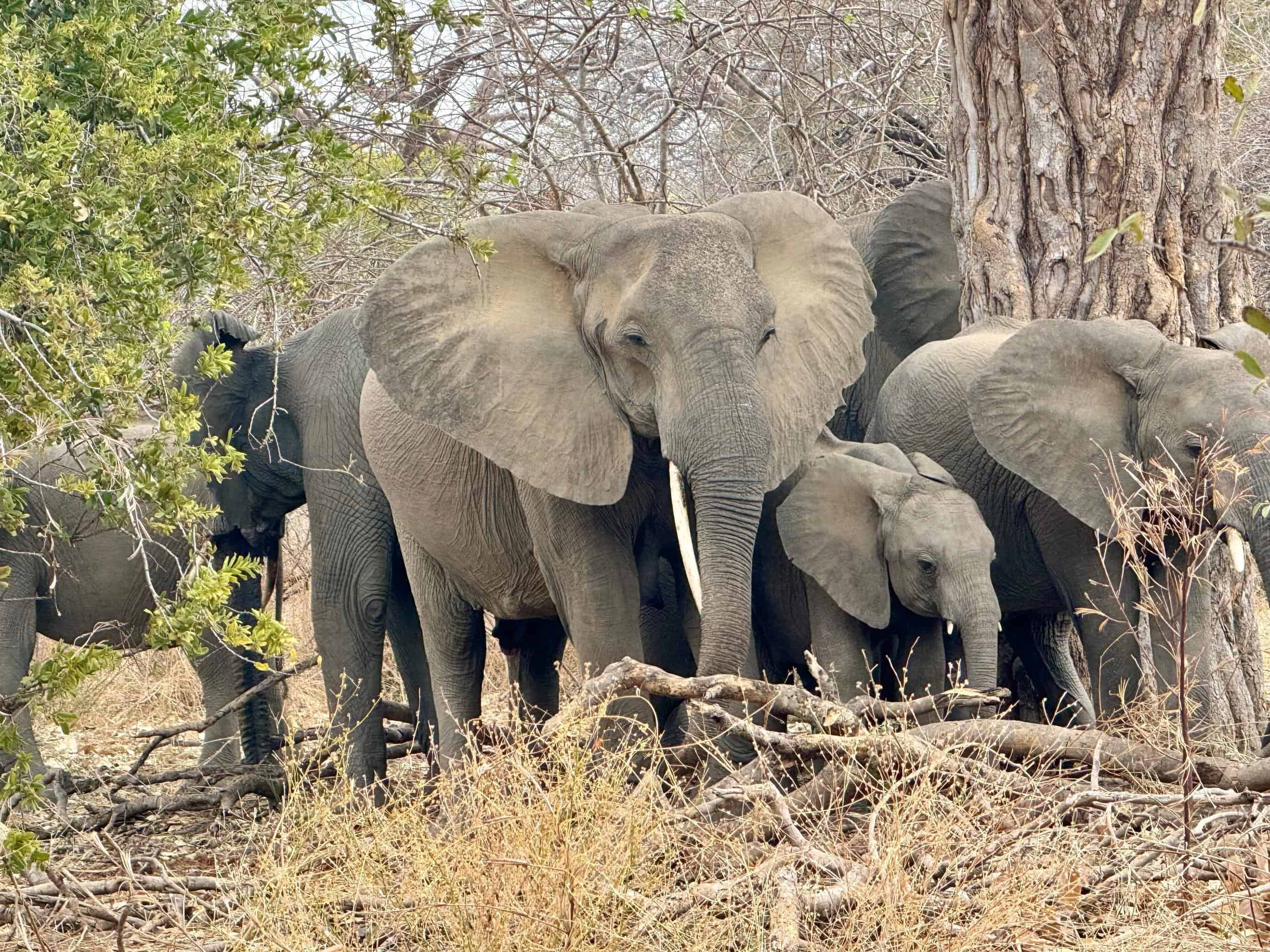 5-Day Family Safari – Nature & Wildlife in Tanzania