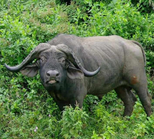 10-Day Kenya & Tanzania: Ultimate Wildlife Immersion