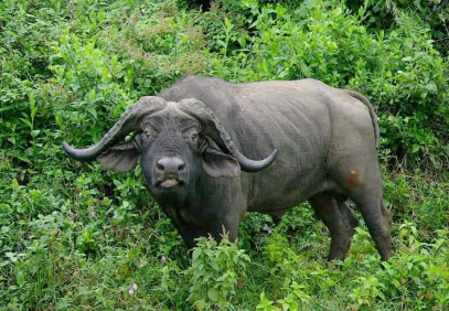 10-Day Kenya & Tanzania: Ultimate Wildlife Immersion