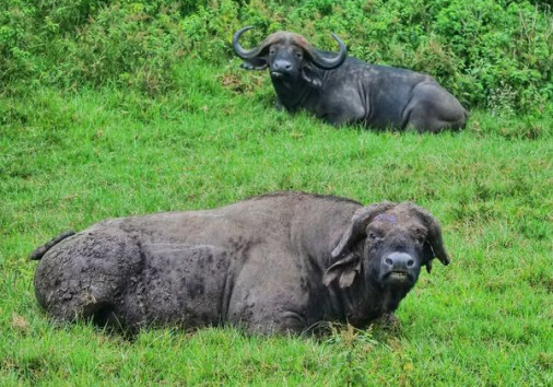 463457488 947312604108926 8447696965715909548 N