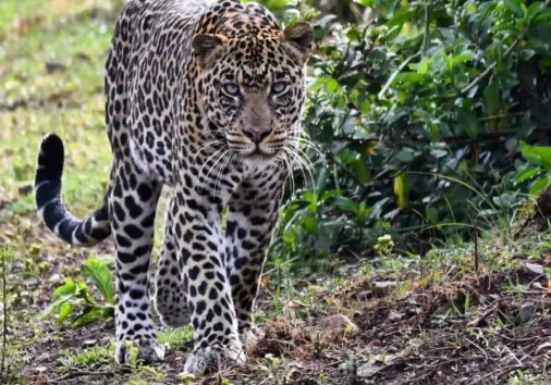 465677840 960469916126528 1297014203795560970 N