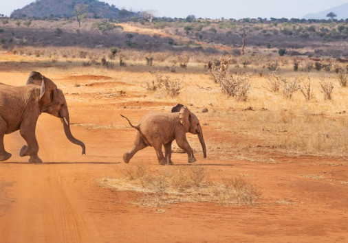 Baby Elephant