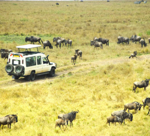 7 Days Best of Kenya Parks Safari
