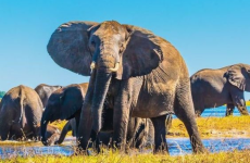 5-Day Luxury, Romantic and Authentic Wild Safari in Botswana
