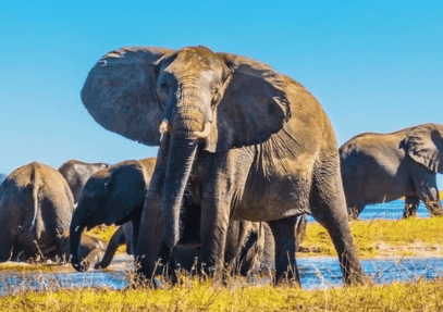 5-Day Luxury, Romantic and Authentic Wild Safari in Botswana