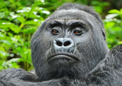 12-Day Uganda Gorilla, Chimps, Golden Monkeys & Wildlife