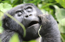 4-Day Rwanda Uganda Gorilla Trekking Experience