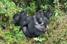 8-Day Rwanda, Uganda and Congo Gorilla Trekking