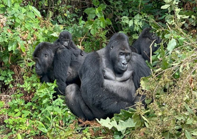 8-Day Rwanda, Uganda and Congo Gorilla Trekking
