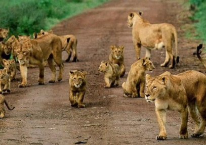 9-Day Uganda Primate Tracking & Wildlife Safari
