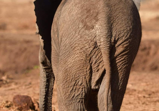 African Bush Elephant 