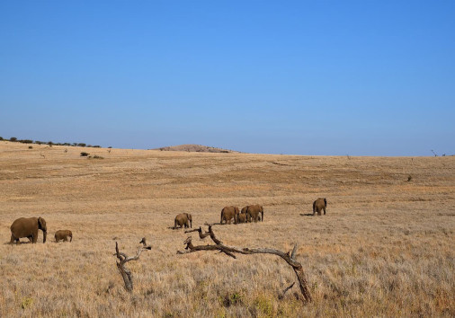 African Bush Elephants