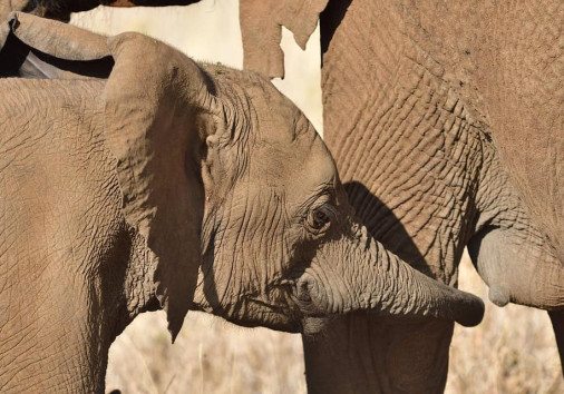 African Elephant 