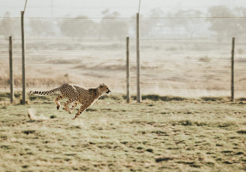 Cheetah 