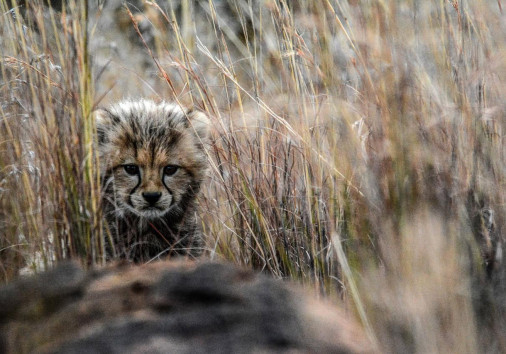 Cheetah Cub
