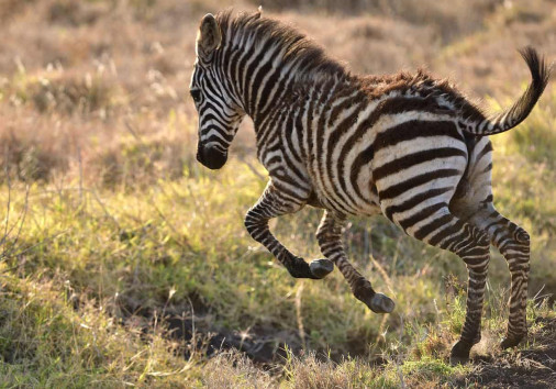 Common Zebra 