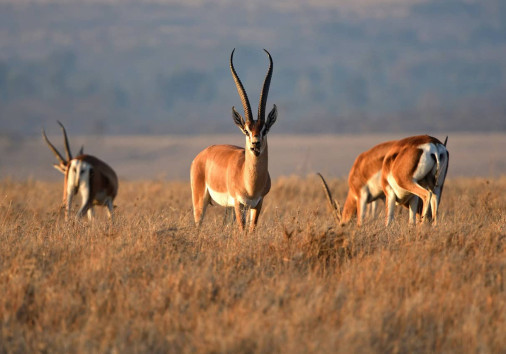 Grants Gazelle
