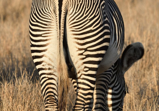 Grevys Zebra 