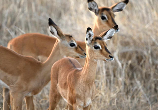 Impala 