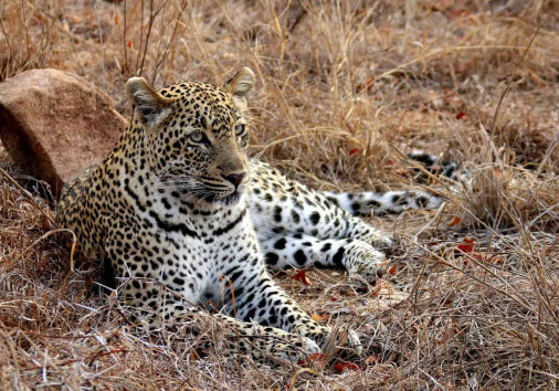 Leopard