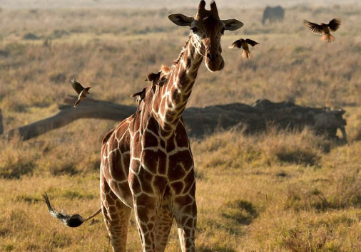 Reticulated Giraffe 