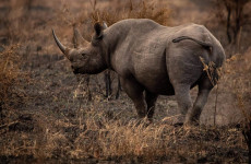 3-Day Lewa Conservancy Safari: Kenya’s Untamed Wilderness