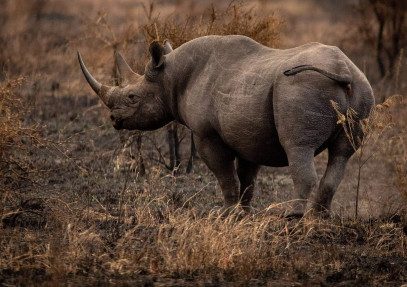 3-Day Lewa Conservancy Safari: Kenya’s Untamed Wilderness