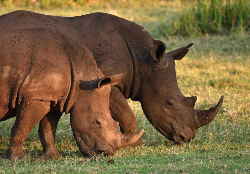 White Rhinoceros 