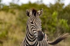 1-Day Lake Mburo Wildlife Safari