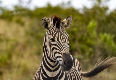 1-Day Lake Mburo Wildlife Safari