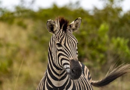 Zebra