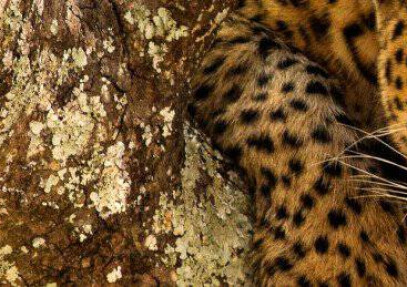 4-Day Ngorongoro Safari & Meserani Snake Park