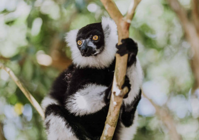 8-Day Madagascar Nature and Culture Safari